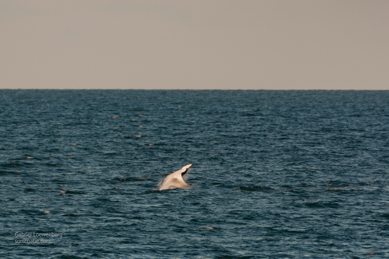 Devil Ray breach! Mike let me borrow his Nikkor 200-500mm monster lens for a bit. We were watching the whales and rays breach and I just happened to have the camera pointed in the right spot when a ray jumped out of the water. These are heavily cropped as it was wwwwaaaaaayyyyyy out there. But I got it!
